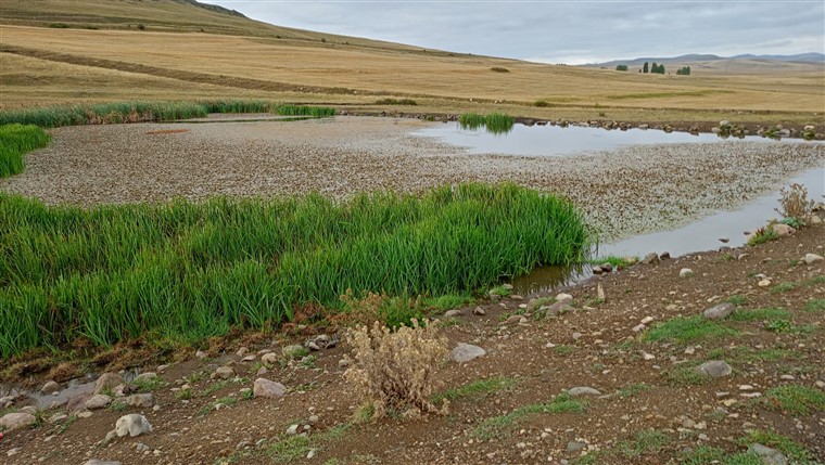 Kars’ta, göletler doğal hayata can veriyor