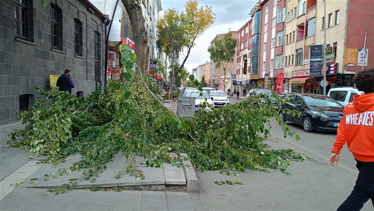 Kars Belediyesi asırlık ağaçları buduyor