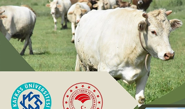 Kars'ta büyükbaş hayvan yetiştiricilerine yönelik eğitim düzenlenecek