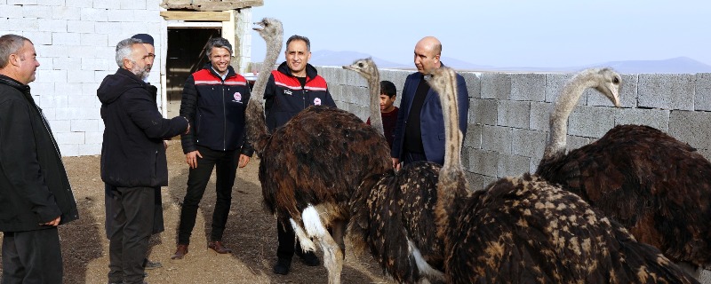 Kars'ta devekuşu üretim tesisi olduğunu biliyor muydunuz?