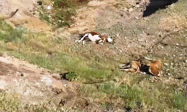 Alp, şap mağduriyetini TBMM gündemine taşıdı