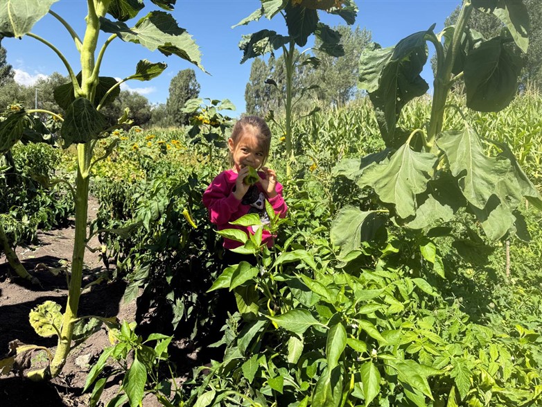 Yenilikçi proje sebzelerini verdi
