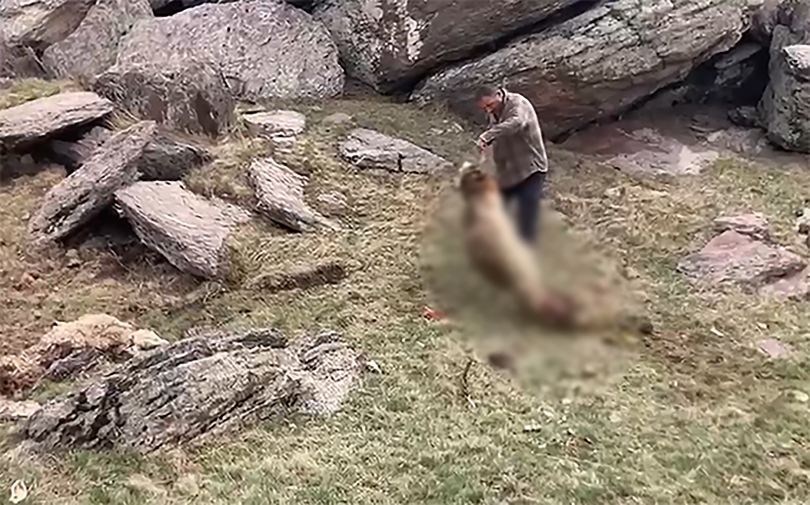 Aç kurtlar 70 koyunu telef etti