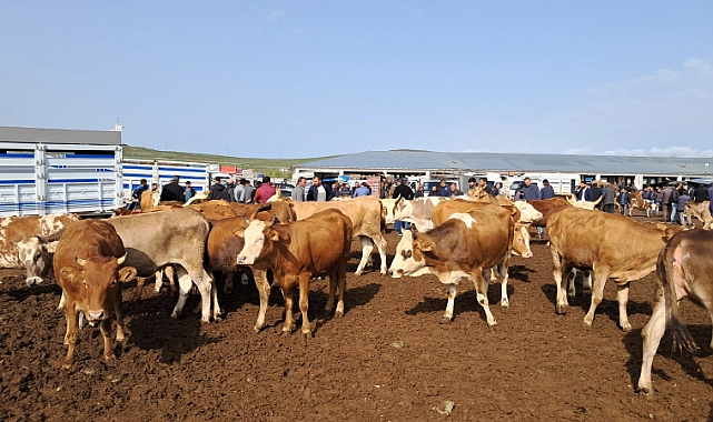 Kurban alıcısı da satıcısı da kara kara düşünüyor