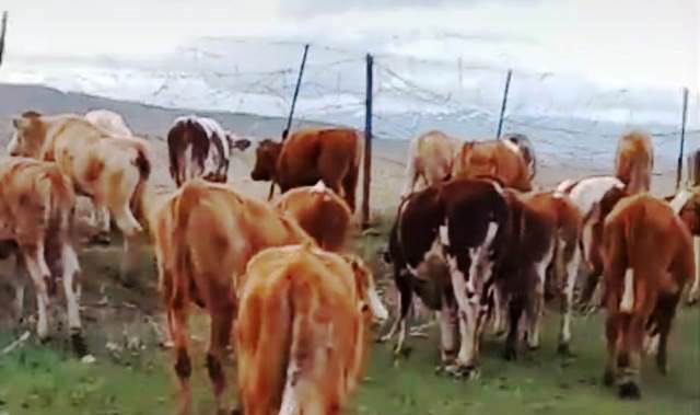 Kaybolan veya çalınan danalarını arıyor