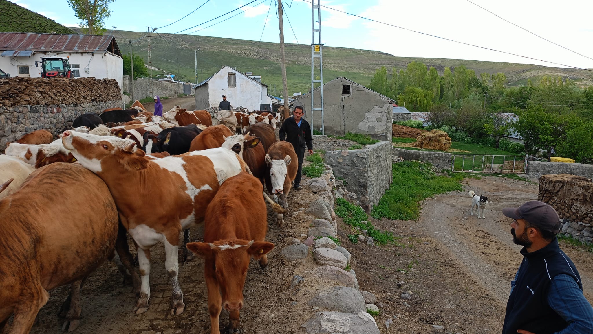 Kurbanlılar görücüye çıkıyor