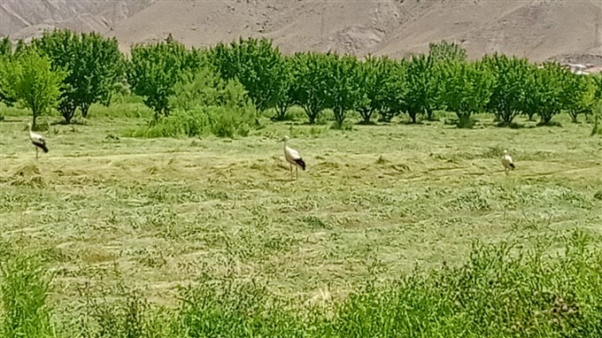 Leylekler çiftçilerle eş zamanlı hareket ediyor