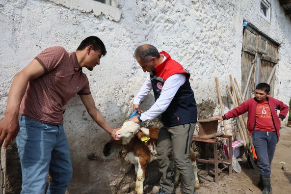 Kars’ta 2024 yılında 7 bin 271 adet suni tohumlama yapıldı